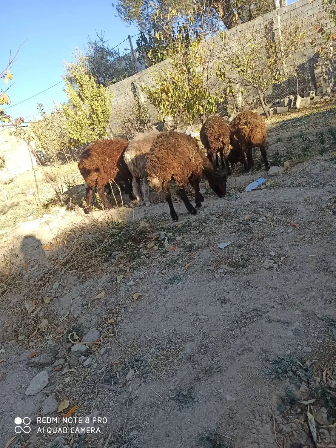 بره|حیوانات مزرعه|داران, |دیوار