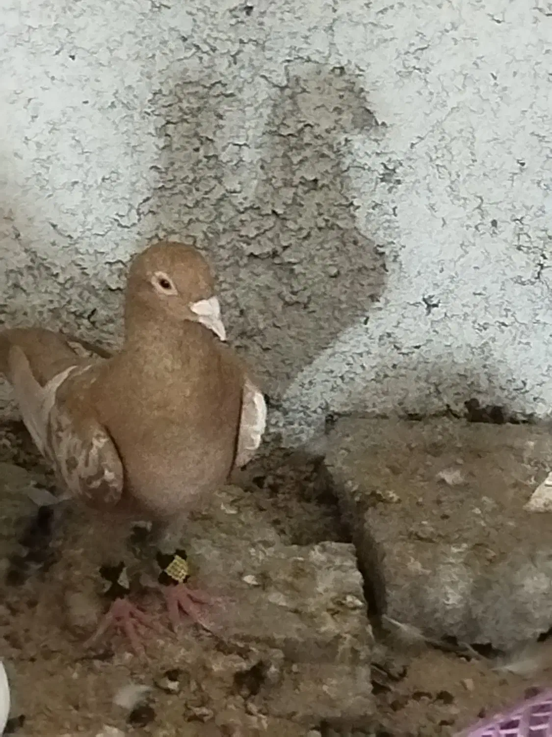 پرنده|پرنده|قیروکارزین, |دیوار