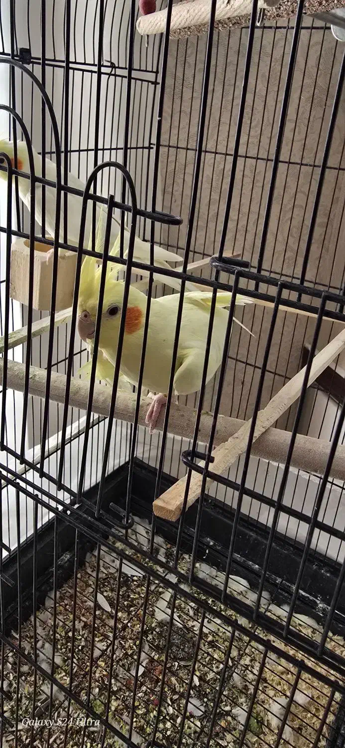 جفت عروس هلندی لوتینو|پرنده|بیرجند, |دیوار