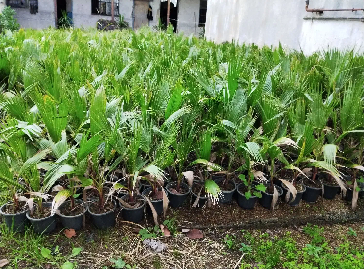 پالم موجود است|گل و گیاه طبیعی|رودبنه, |دیوار