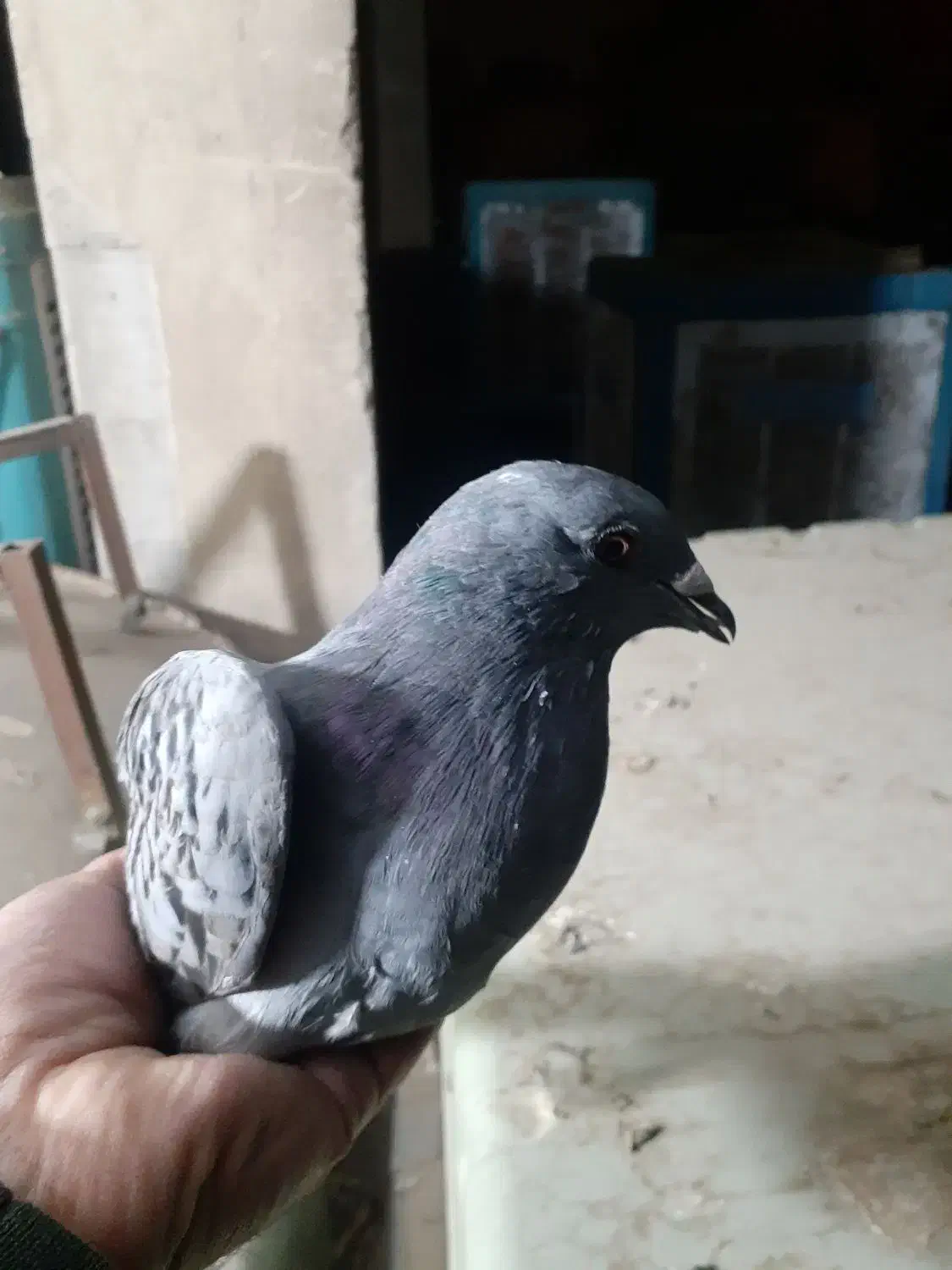 کبوتر‌ مفت|پرنده|تهران, امیر بهادر|دیوار