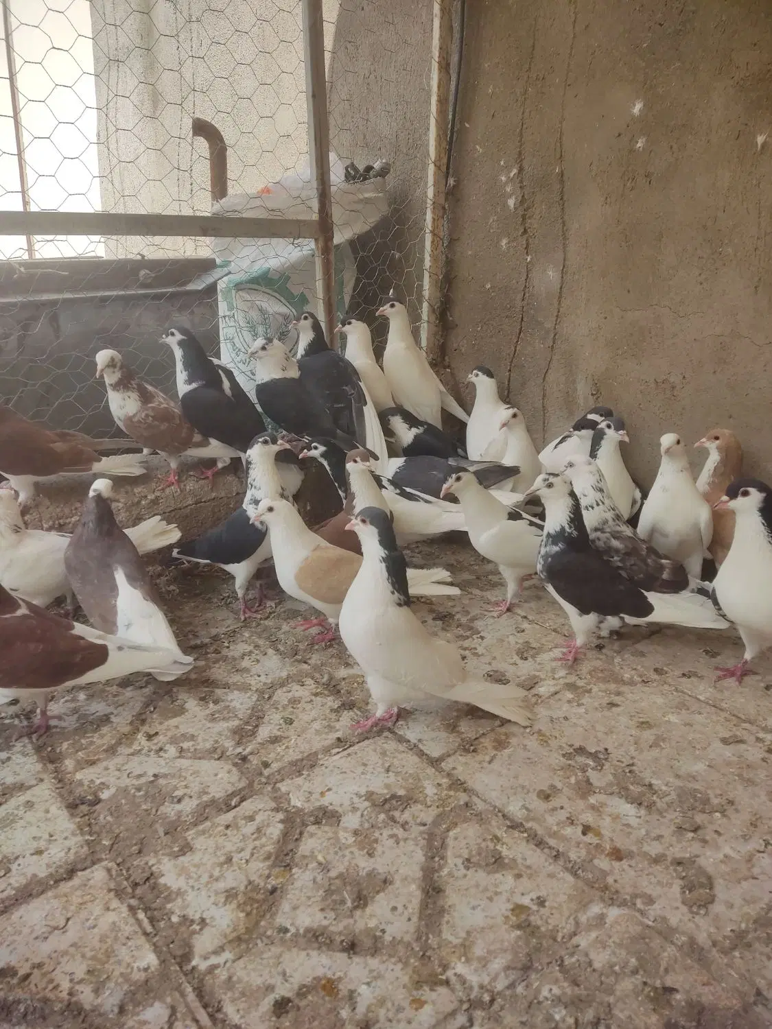 کبوتر|پرنده|سراب, |دیوار