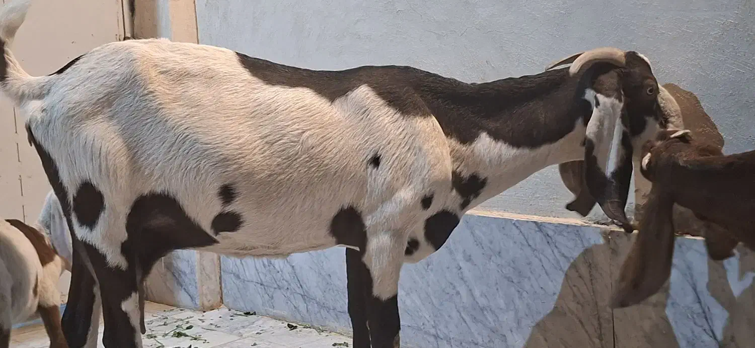 بز وبزغاله پنچاپ|حیوانات مزرعه|سراوان, |دیوار