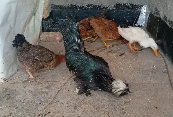 مرغ و خروس و اردک|حیوانات مزرعه|رباطکریم, رباطکریم|دیوار