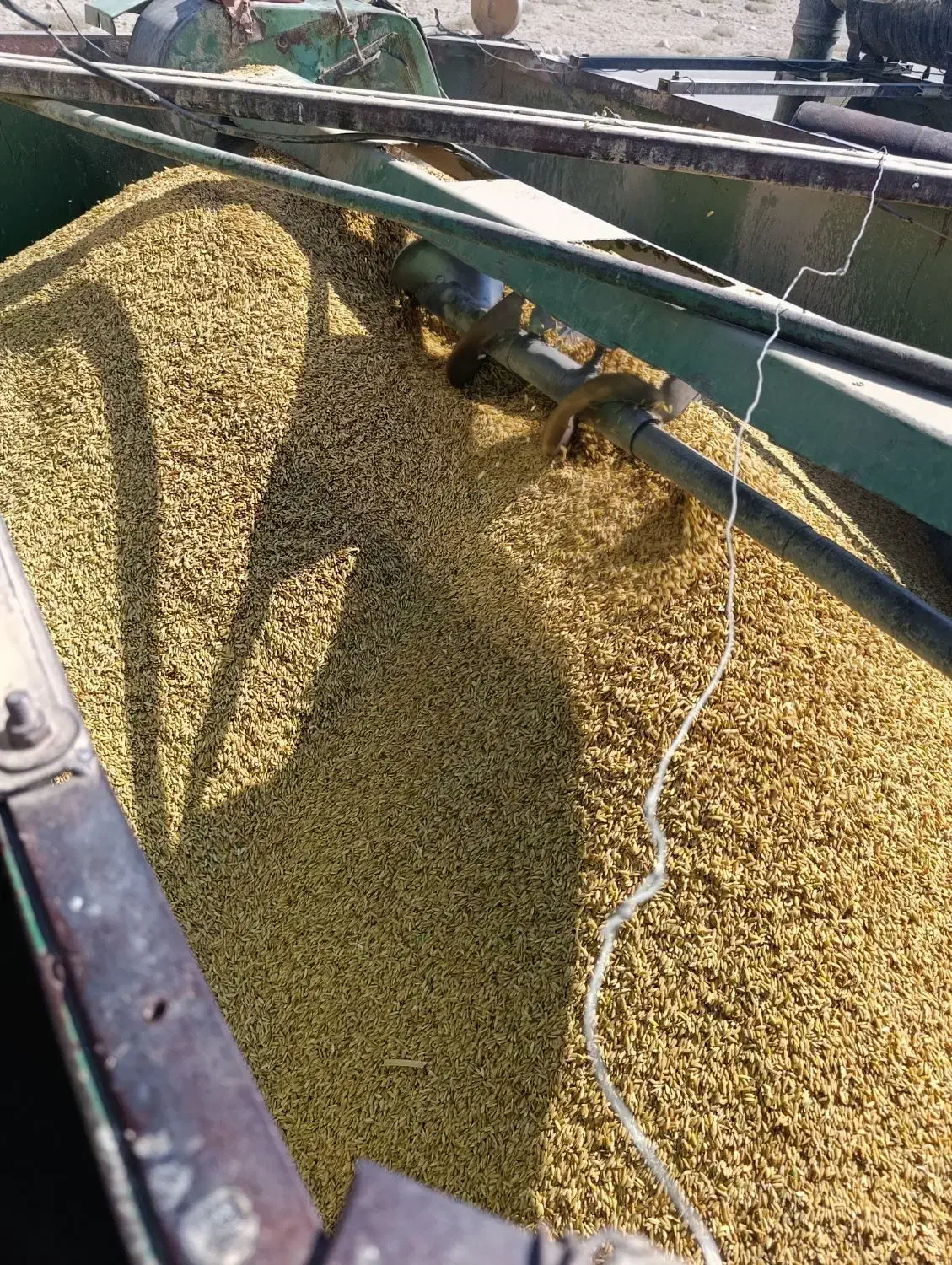 برنج محلی کامفیروز|خوردنی و آشامیدنی|جهرم, |دیوار