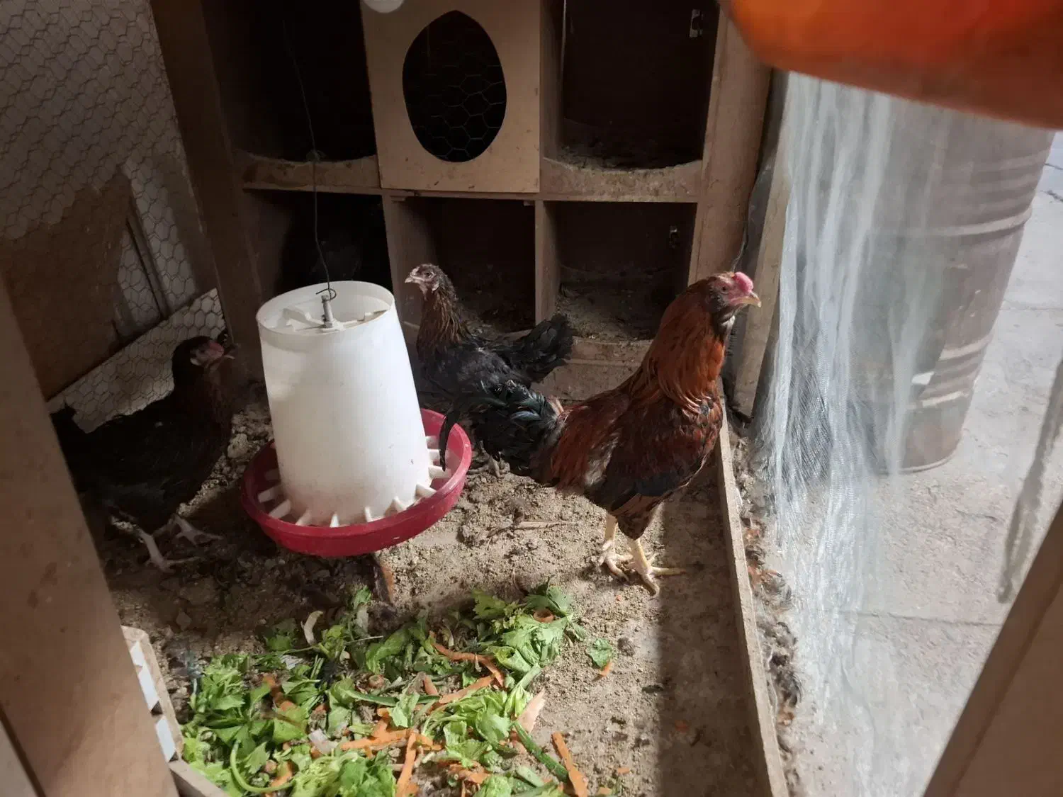 مرغ وخروس با قفس|حیوانات مزرعه|اسلام‌شهر, شهرک صنعتی چیچکلو|دیوار