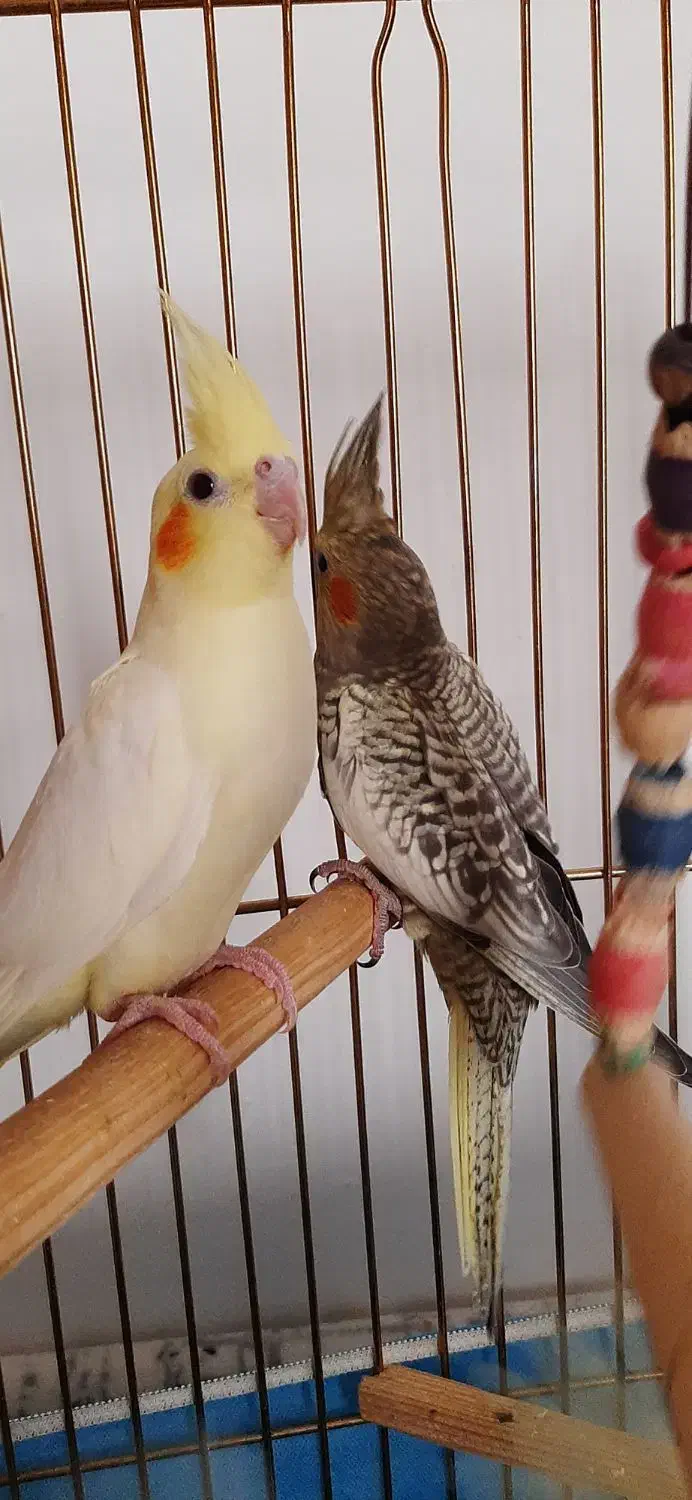 عروس هلندی|پرنده|محمدشهر, شهرک چمران|دیوار