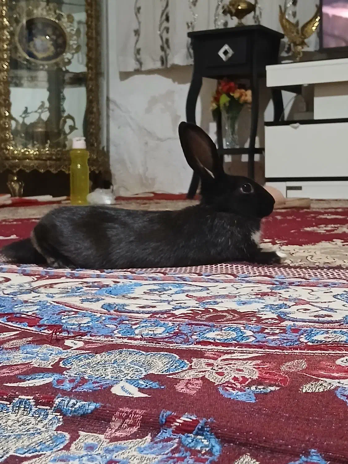 خرگوش|موش و خرگوش|پاکدشت, پاکدشت (مامازند)|دیوار