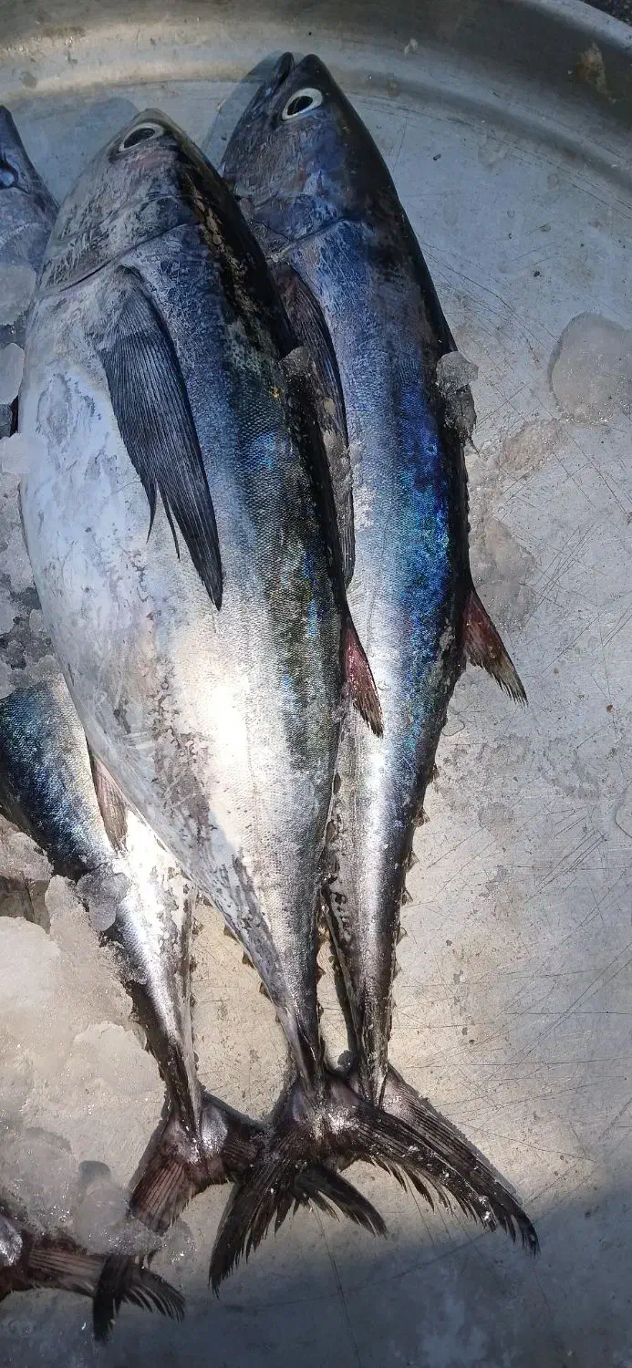 ماهی ویر|ماهی|بندر دیر, |دیوار