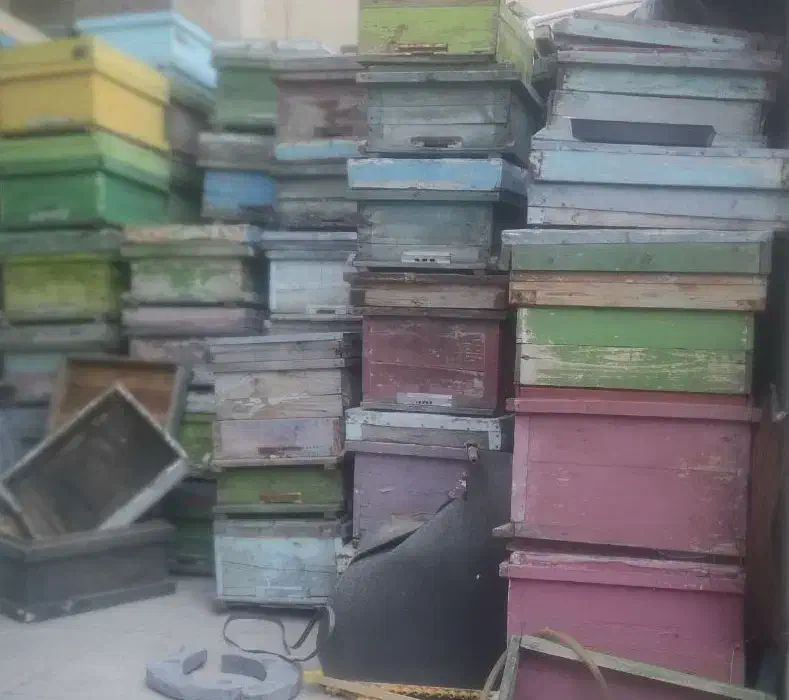 زنبور|حیوانات مزرعه|اصفهان, باغ نگاره|دیوار