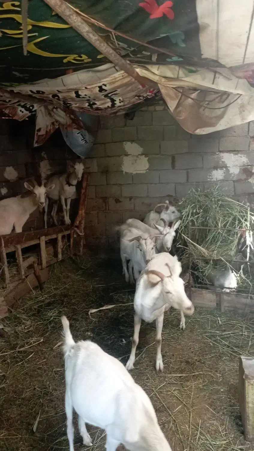 بزسانن اصل فرانسه|حیوانات مزرعه|ترکمانچای, |دیوار