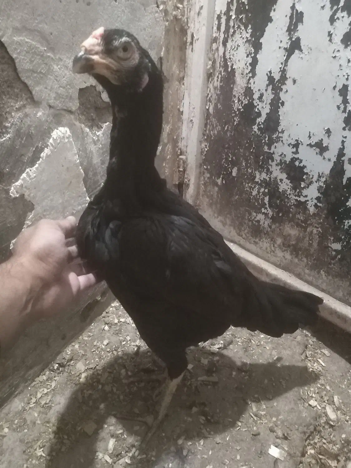 مرغ خروس لاری و جوجه لاری، تخم نطفه دار|حیوانات مزرعه|تربت جام, المهدی|دیوار