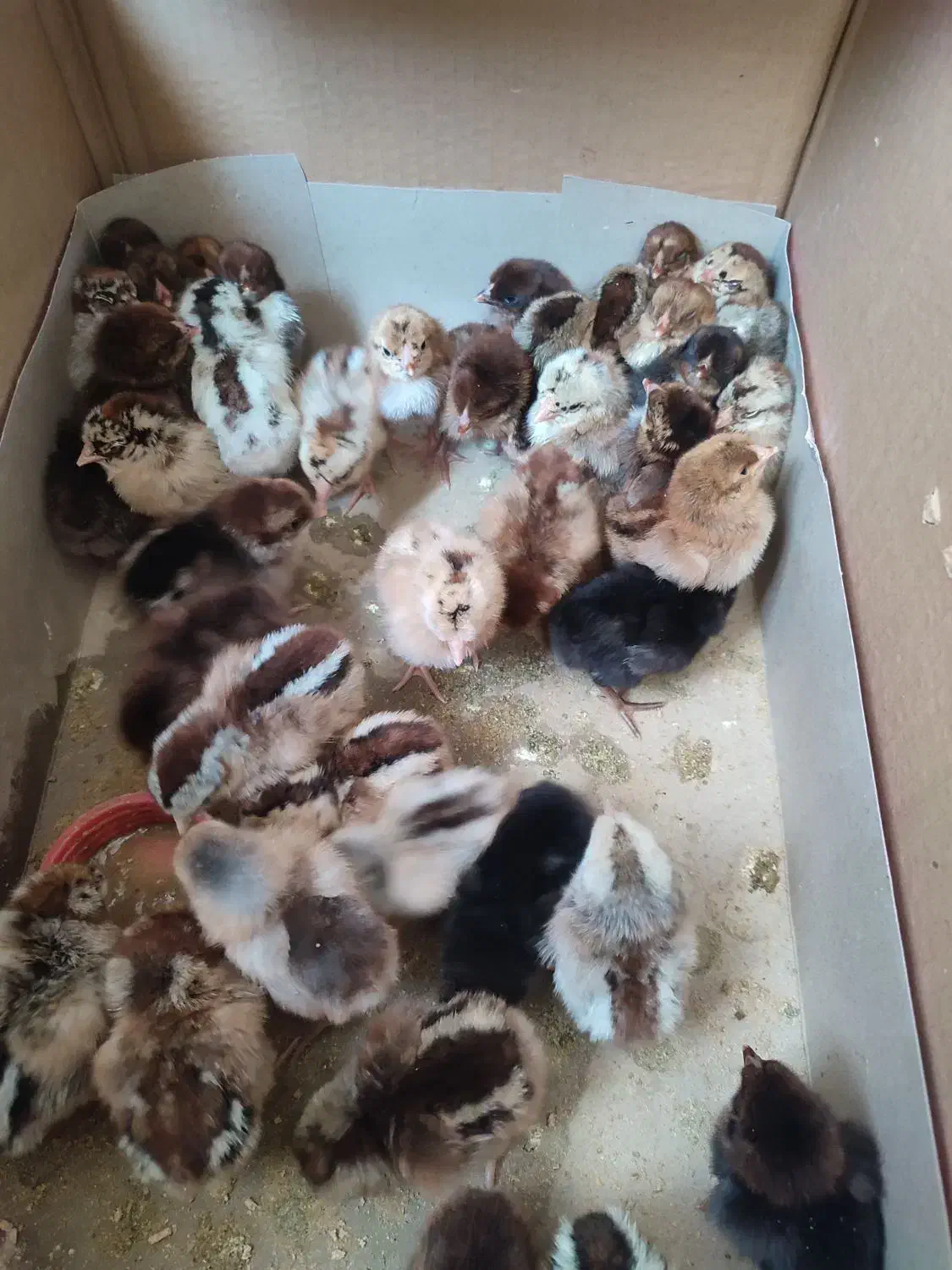 جوجه محلی|حیوانات مزرعه|قرقری, |دیوار