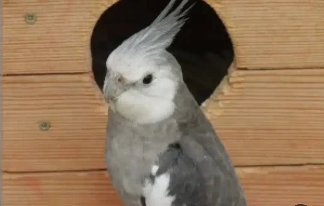 عروس هلندی گمشده‌ ...|حیوانات|فسا, |دیوار