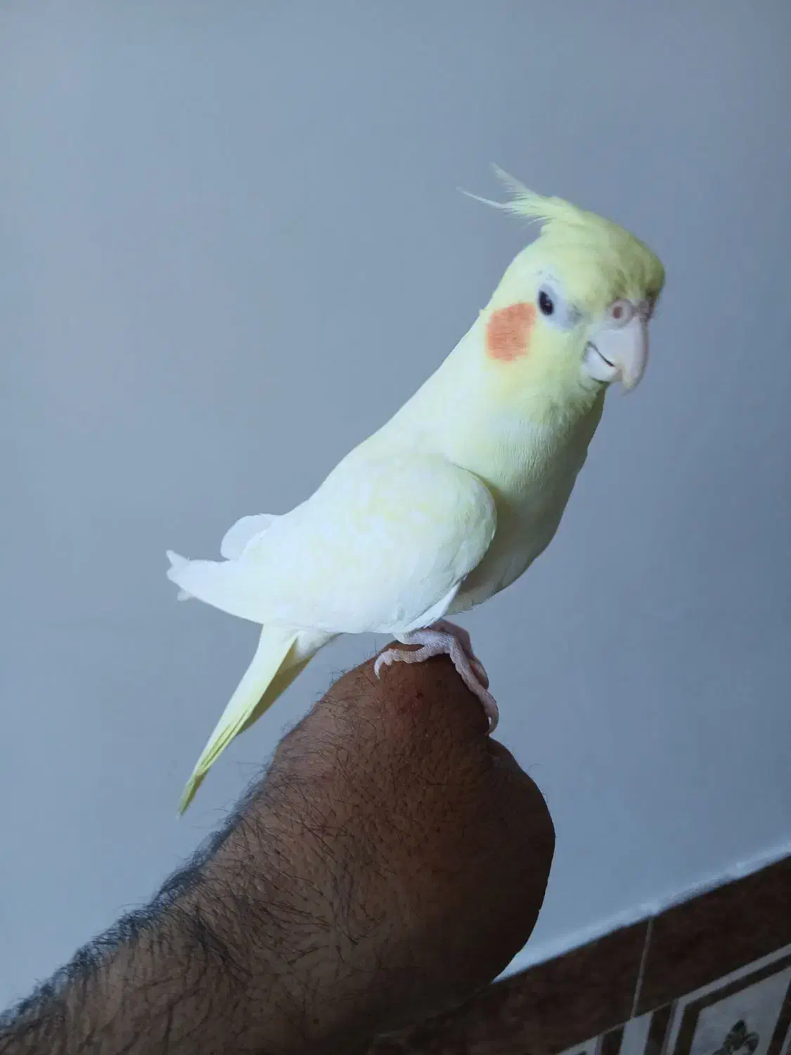 عروس هلندی|پرنده|خرمشهر, |دیوار