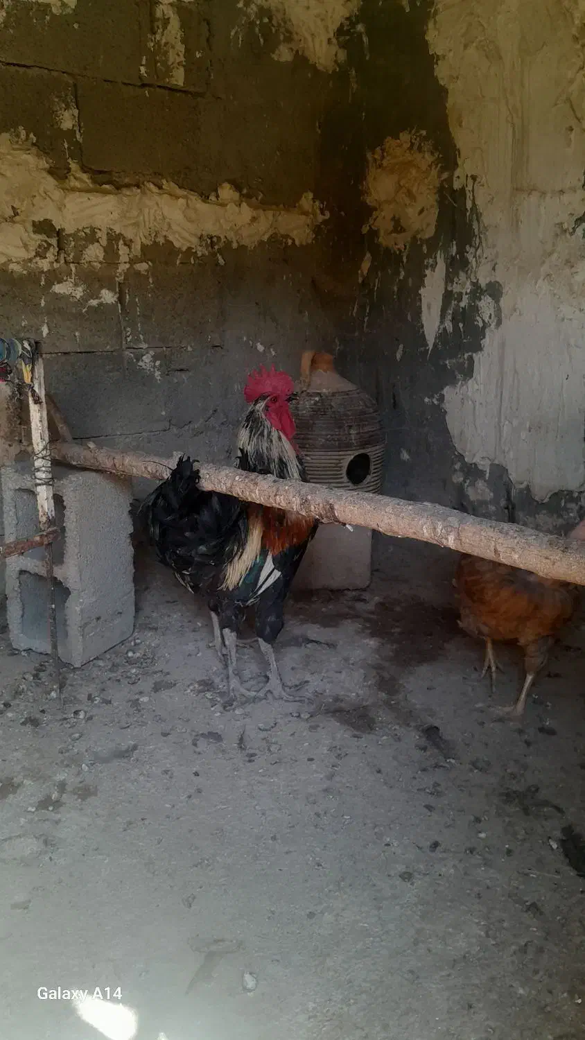 خروس محلی اذان گو میمند فارس|حیوانات مزرعه|میمند, |دیوار