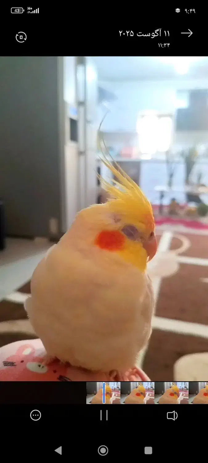 عروس هلندی گم شده|حیوانات|بندر دیر, |دیوار