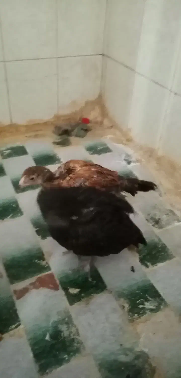 پنج عدد مرغ ویک خروس و3عدد جوجه لاری|پرنده|مشهد, رسالت|دیوار