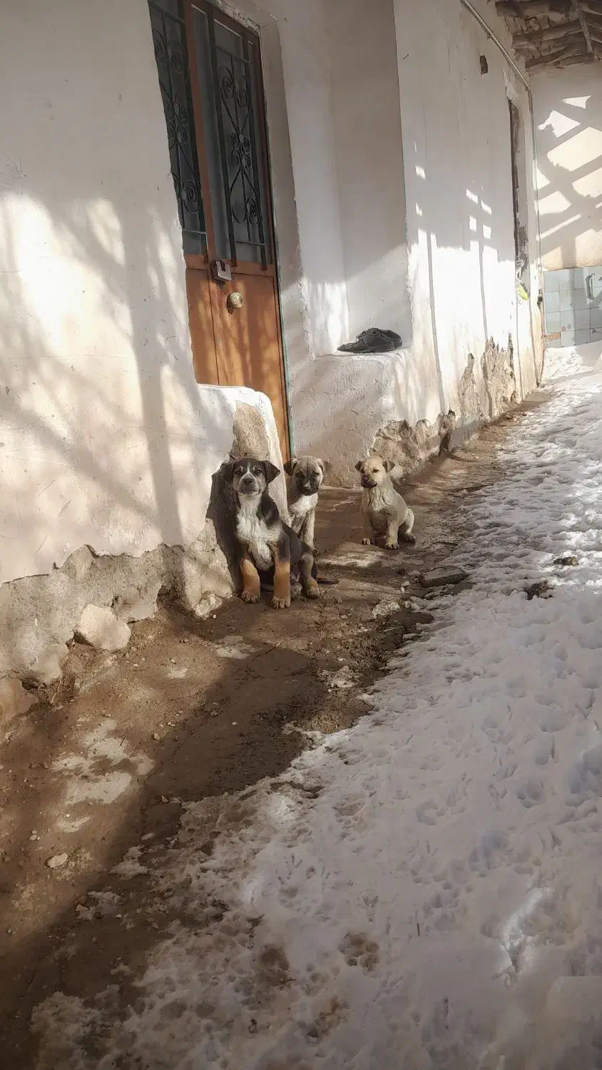 سه عدد توله|سگ|خلخال, |دیوار