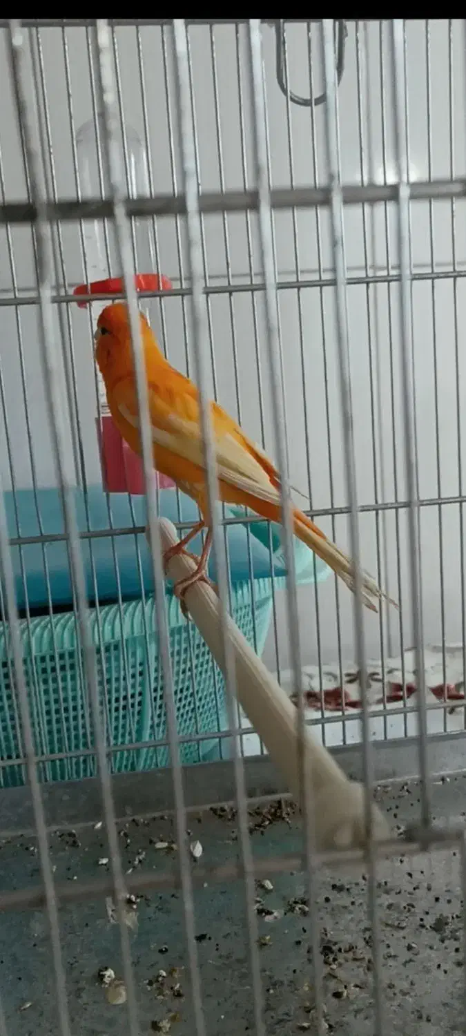 قناری سرخ چهار دانگ|پرنده|ایلام, |دیوار