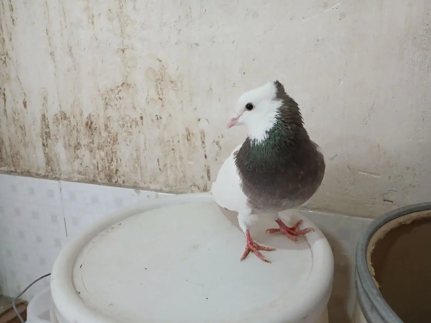 کلفه بیز ککیل ۸۰۰|پرنده|اردبیل, |دیوار