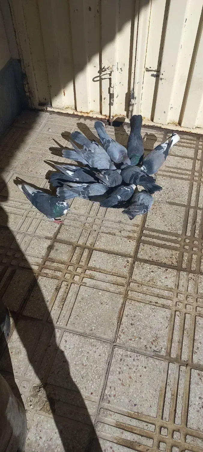 کبوتر|پرنده|فرخ‌شهر, |دیوار