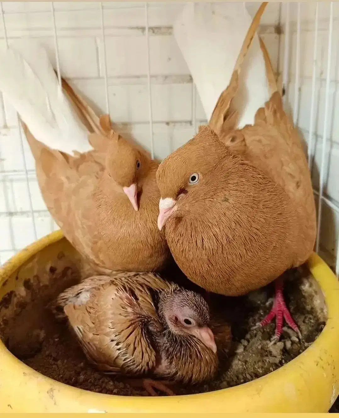 کفتر پرشی|حیوانات|مشهد, بهمن|دیوار