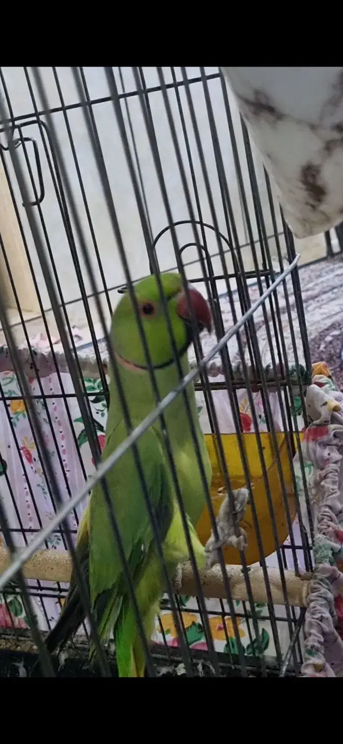 ملنگو گم شده|حیوانات|بندر ماهشهر, |دیوار