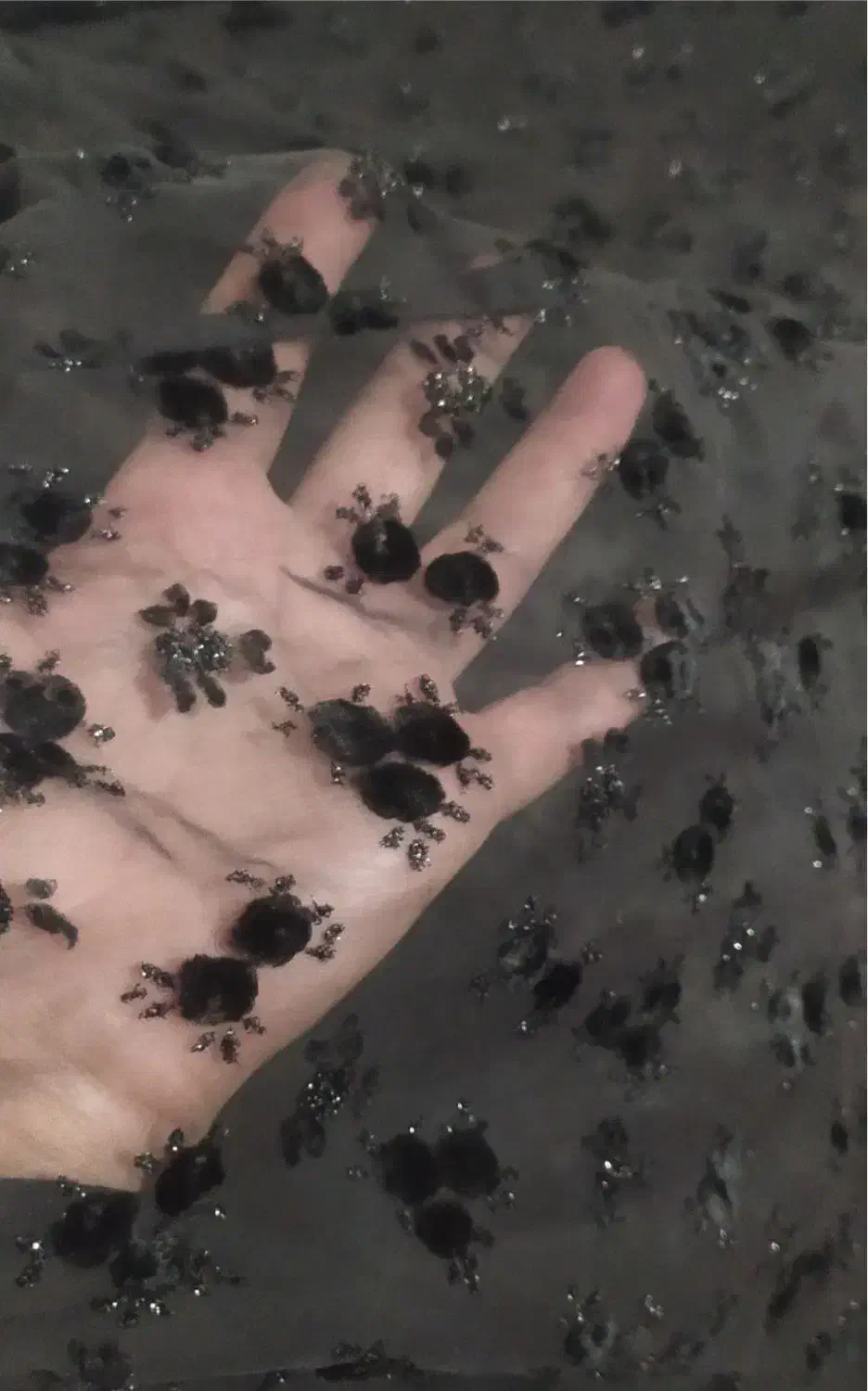 چادرمجلسی کاملا نو گل مخمل ریز|لباس|لردگان, |دیوار