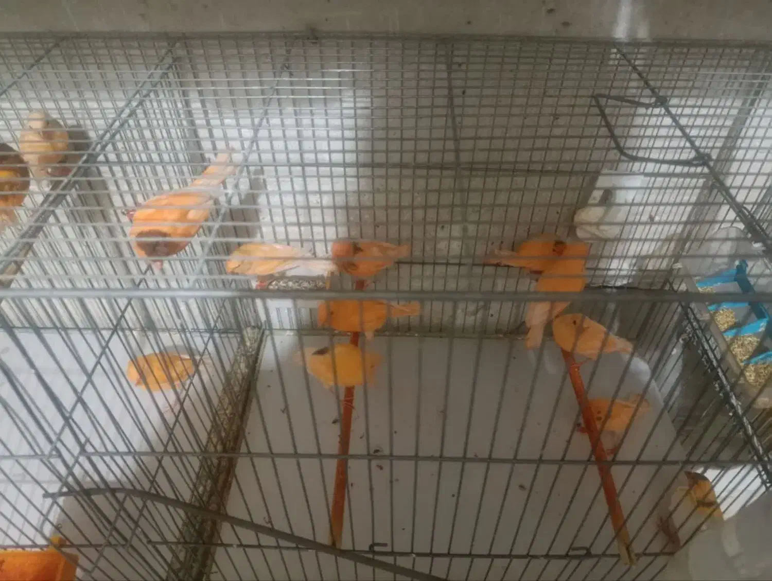 قناری سرخ|پرنده|قم, سالاریه|دیوار