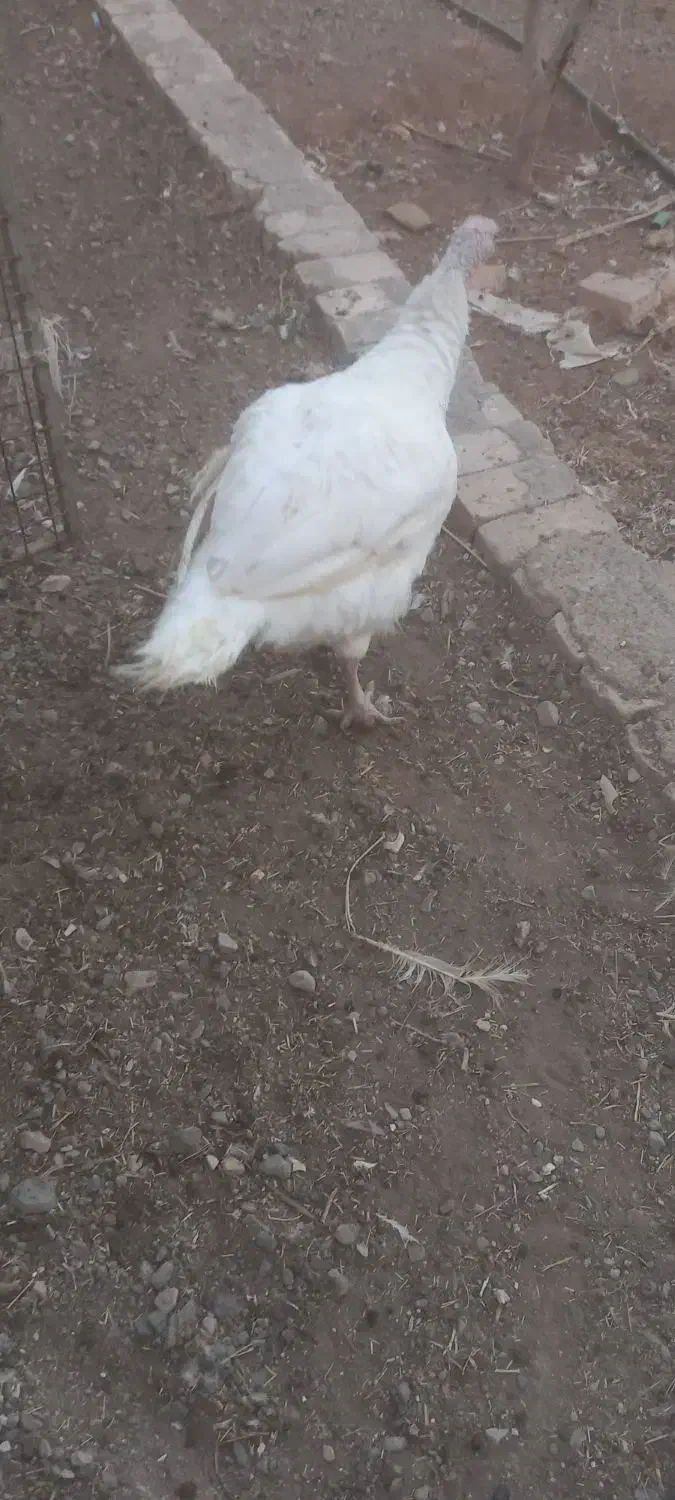 با سلام بوقلمو بیوتی سنگین وزن|حیوانات مزرعه|کهک, |دیوار