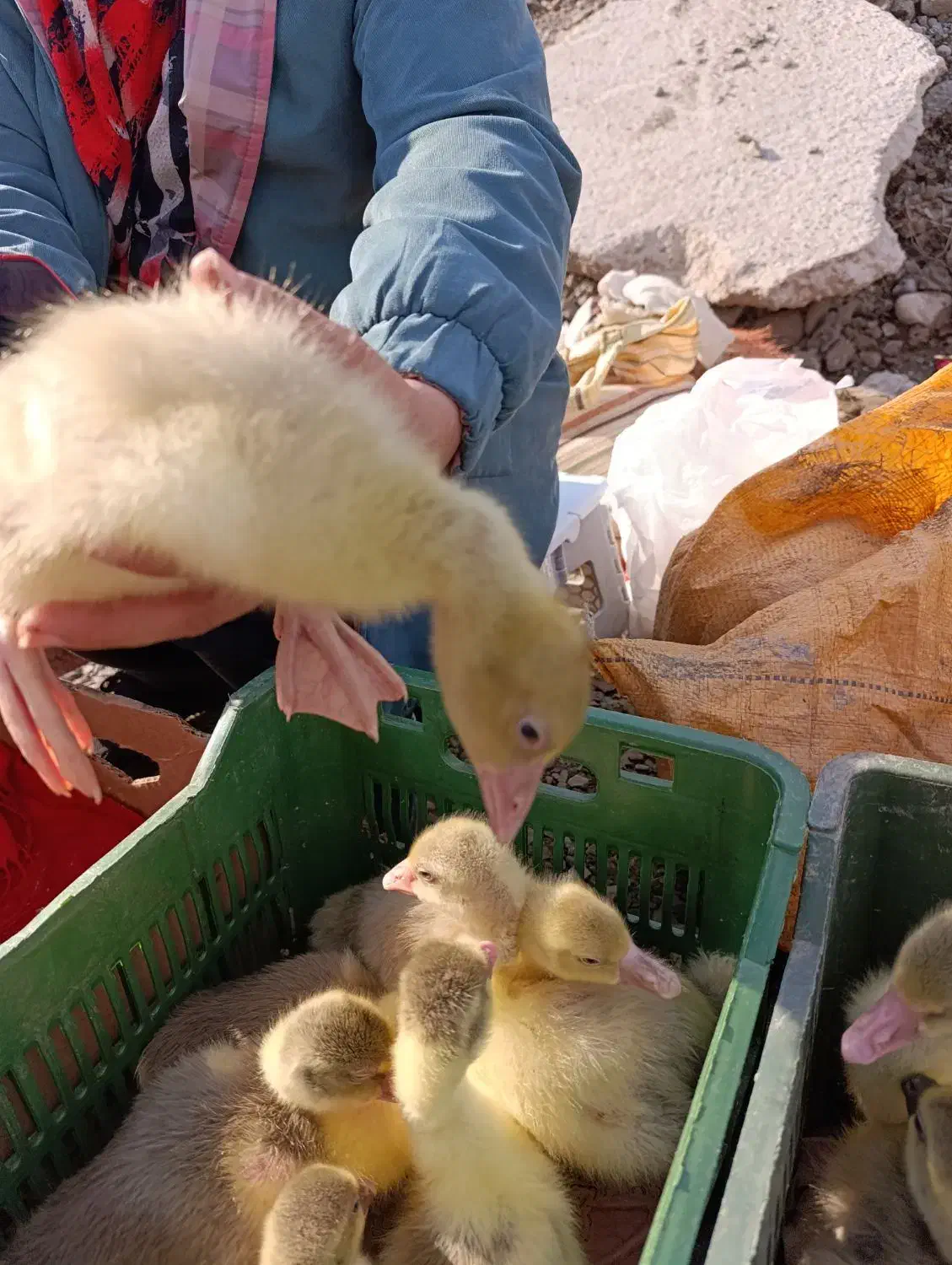 غاز محلی|حیوانات مزرعه|قائمشهر, |دیوار