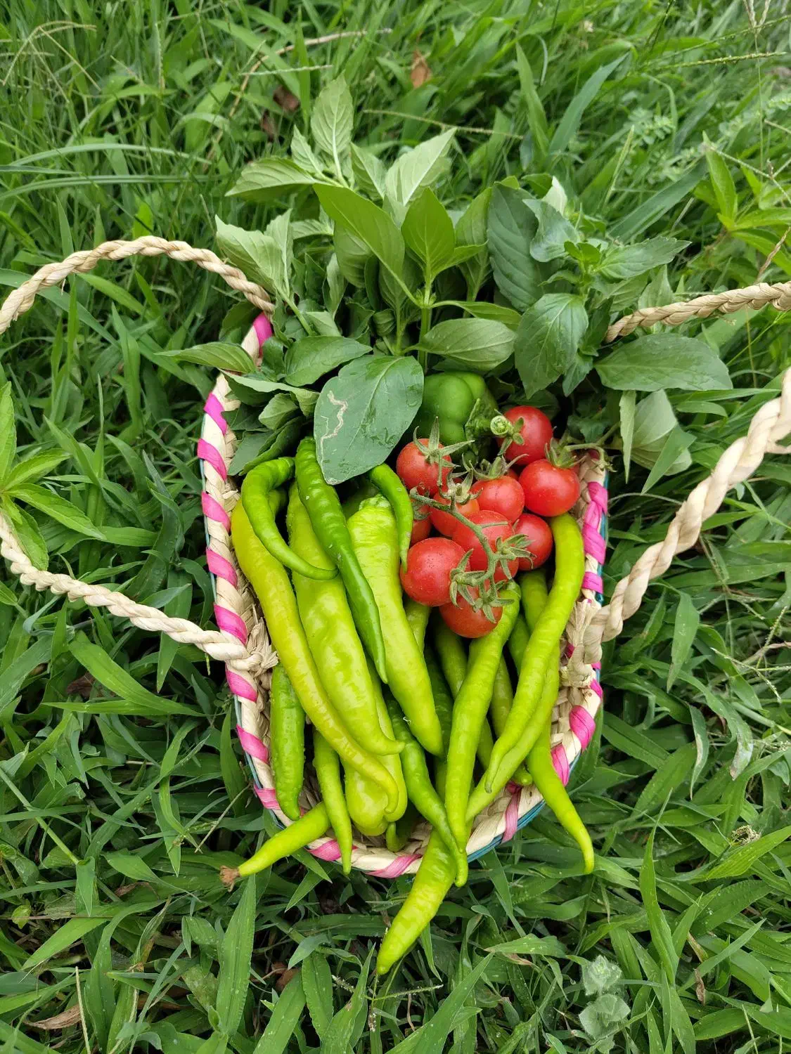 فروش باغ|فروش دفتر صنعتی، کشاورزی، تجاری|ساری, |دیوار