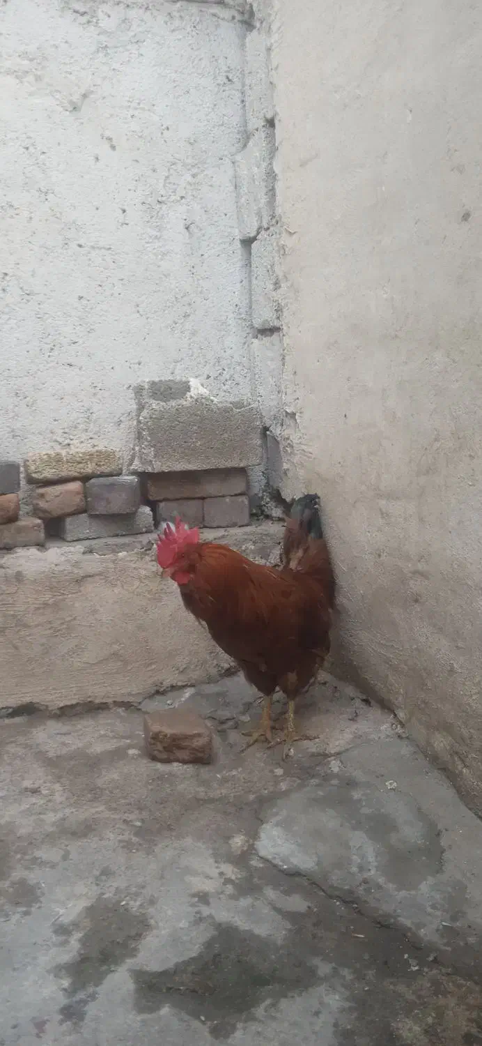 خورس|حیوانات مزرعه|تبریز, |دیوار