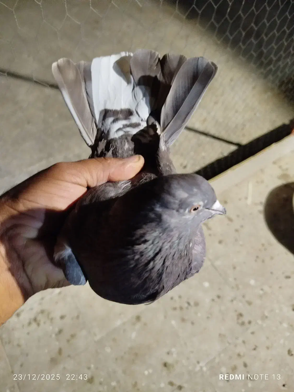 سرکه دم سفید|پرنده|نظرآباد, نظرآباد|دیوار