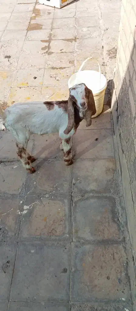 سلام نر بزباتربیت|حیوانات مزرعه|شوش, |دیوار