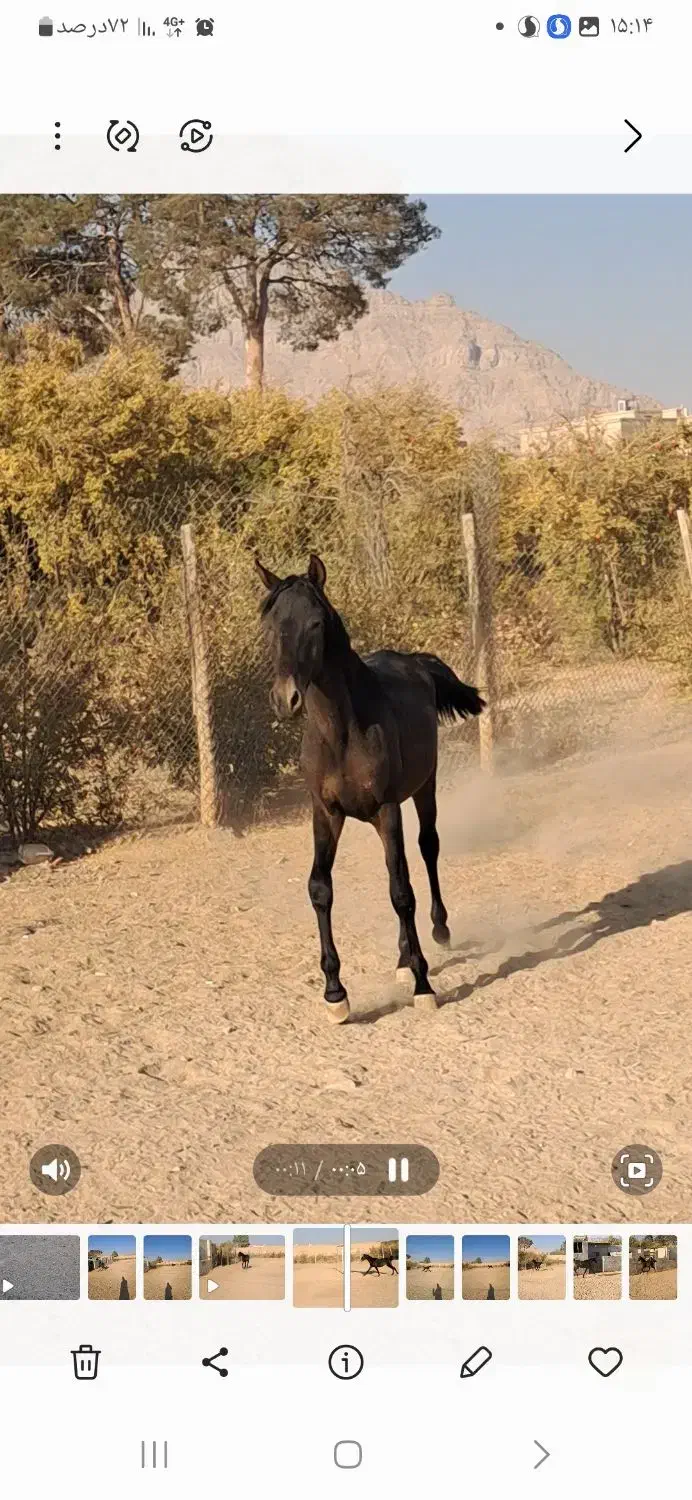 اسب انسیاتور|اسب و تجهیزات اسب‌سواری|خمینی‌شهر, |دیوار