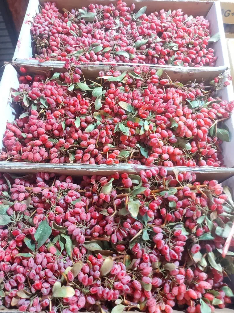 زرشک تاره|حراج|دهدشت, |دیوار