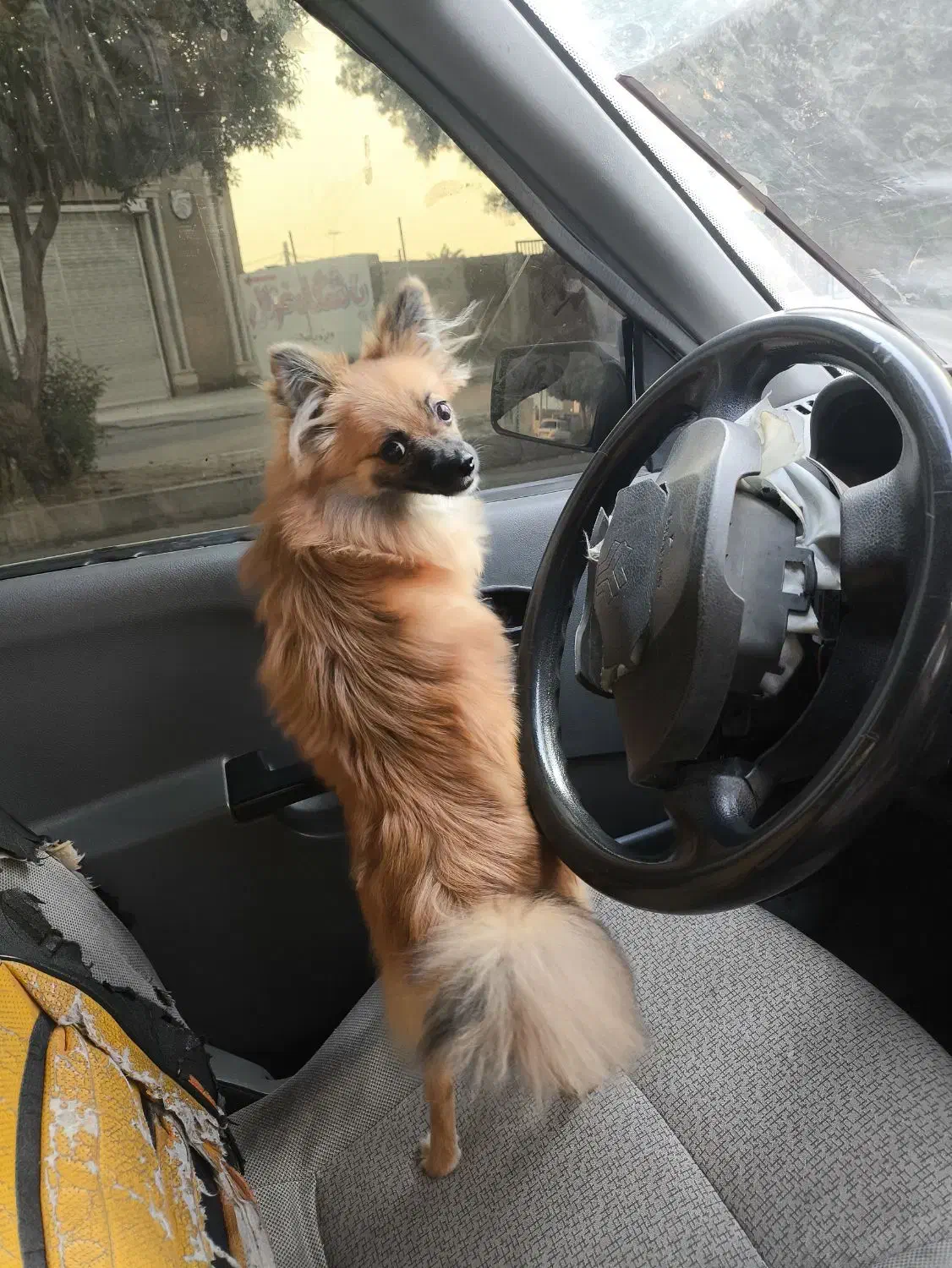 سگ پامر روباهی|سگ|بندرعباس, |دیوار