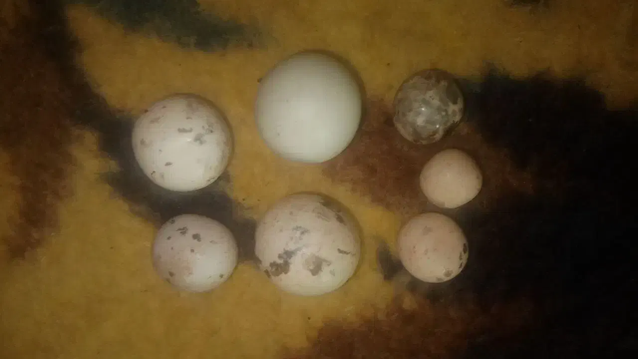 سنگ الماس اسیاب|جواهرات|ماهدشت, |دیوار