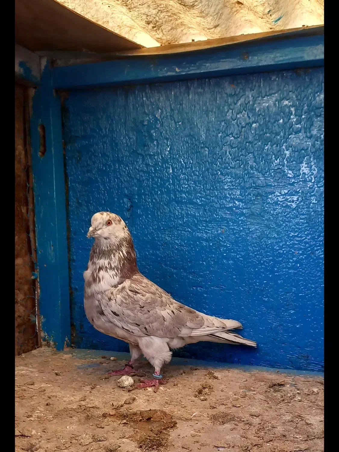 کفتر ۱۱تا غریب گیری|پرنده|ری, سرتخت|دیوار