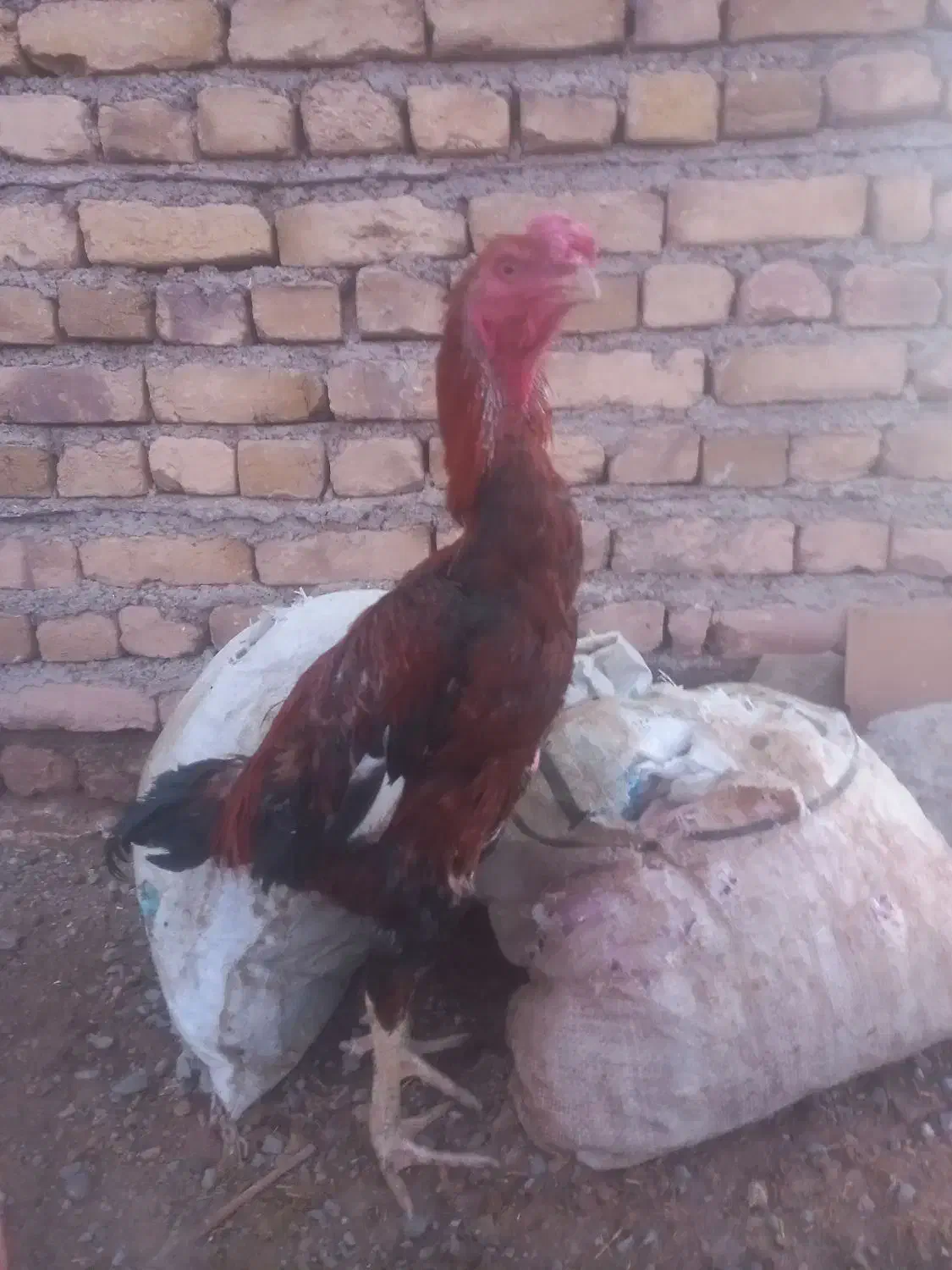 مرغ و خروس لاری اصیل|حیوانات مزرعه|تربتحیدریه, کلاته توکلی|دیوار