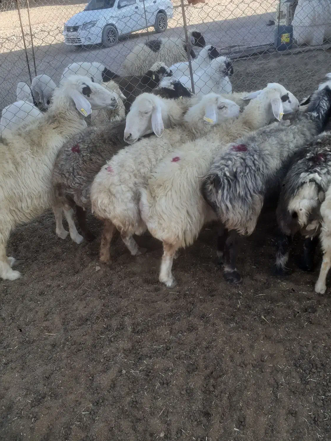 میش بره|حیوانات مزرعه|سامان, |دیوار