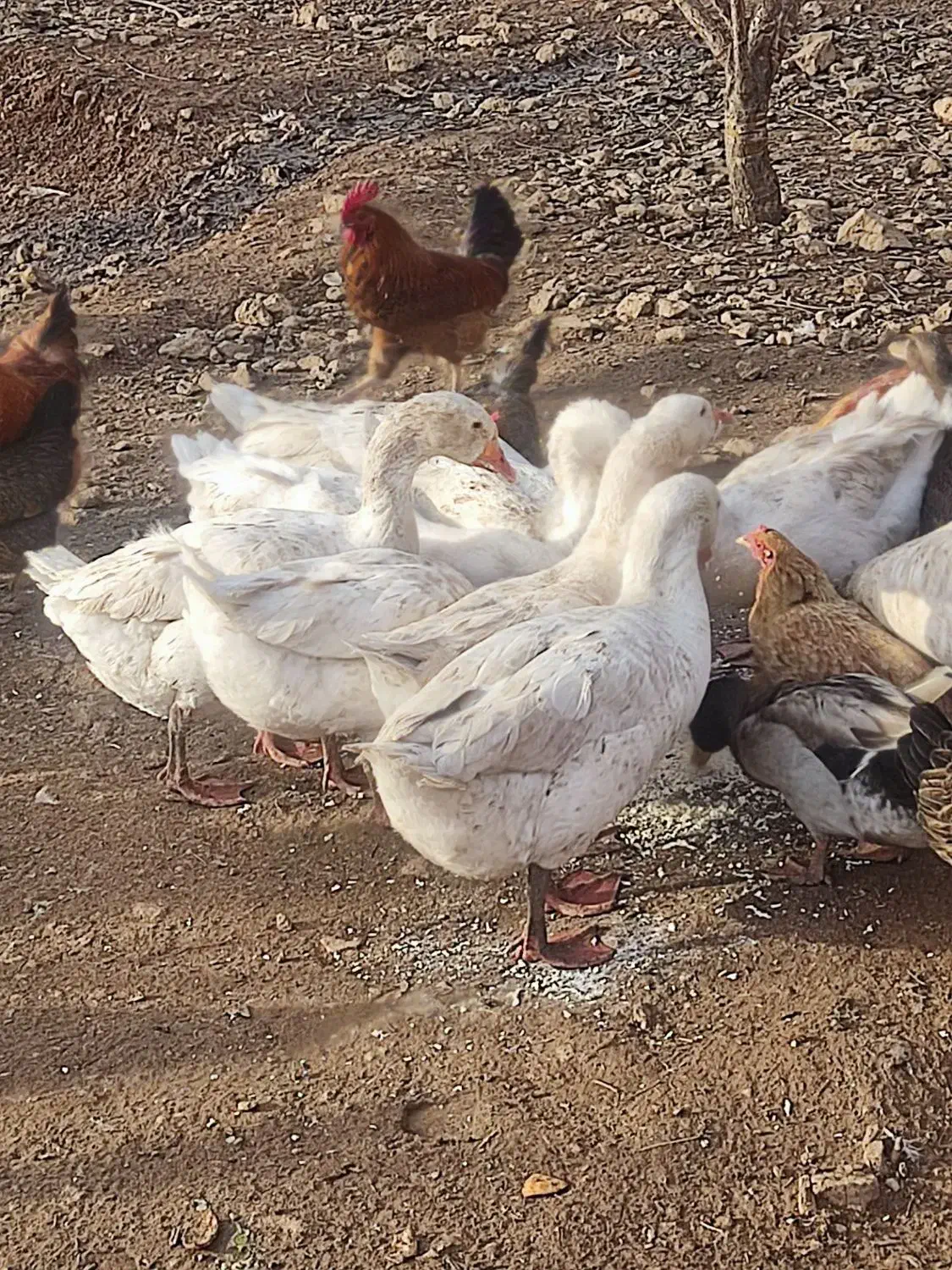 غاز|حیوانات مزرعه|بیرانوند, |دیوار