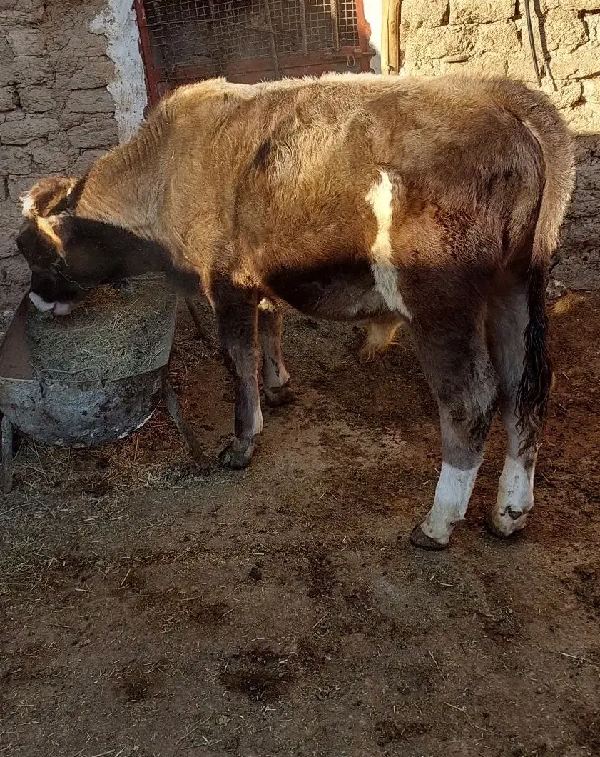 گوساله نر بران|حیوانات مزرعه|پادنا علیا, |دیوار