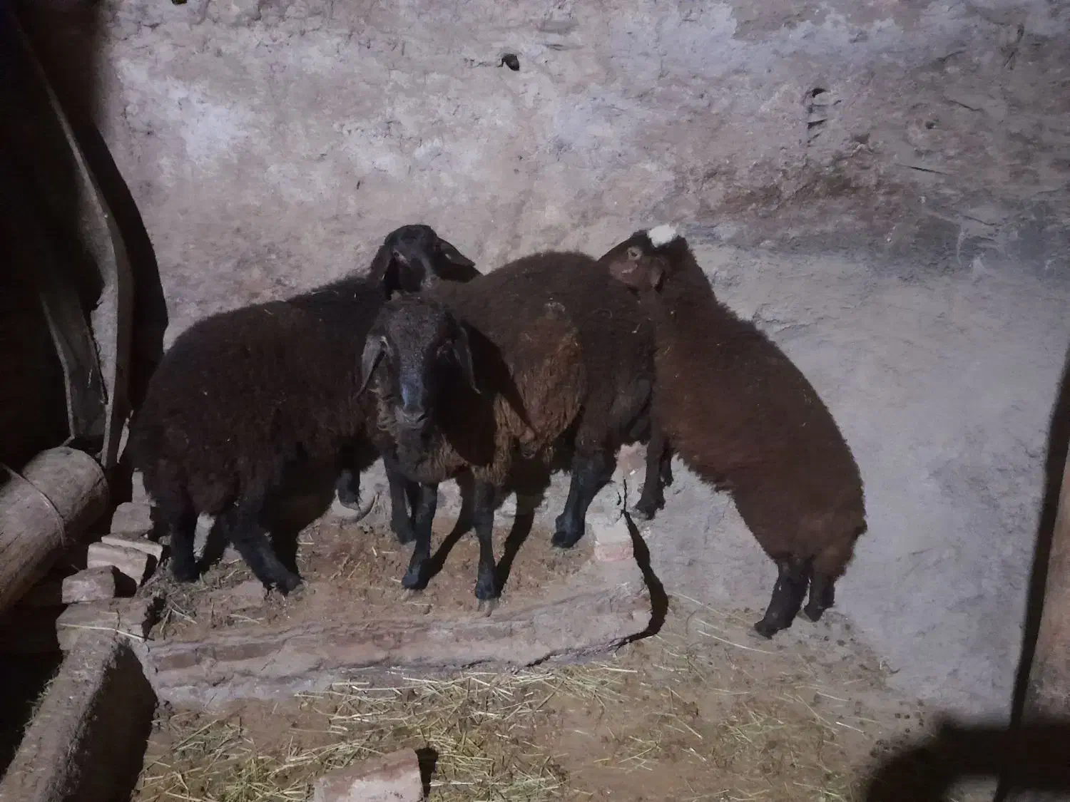 بره ۴ ماهه|حیوانات مزرعه|سراب, |دیوار