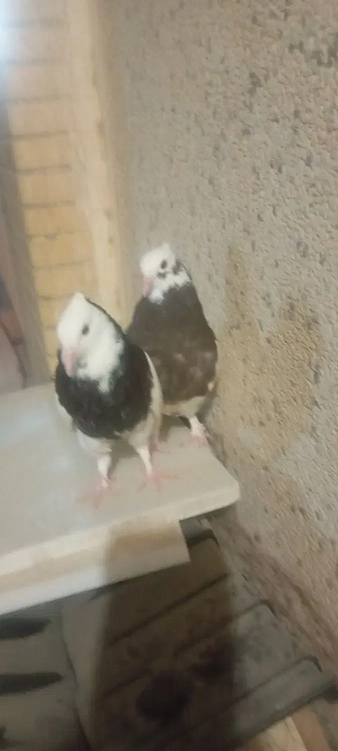 جفت جوجه طوقی|پرنده|قشم, |دیوار