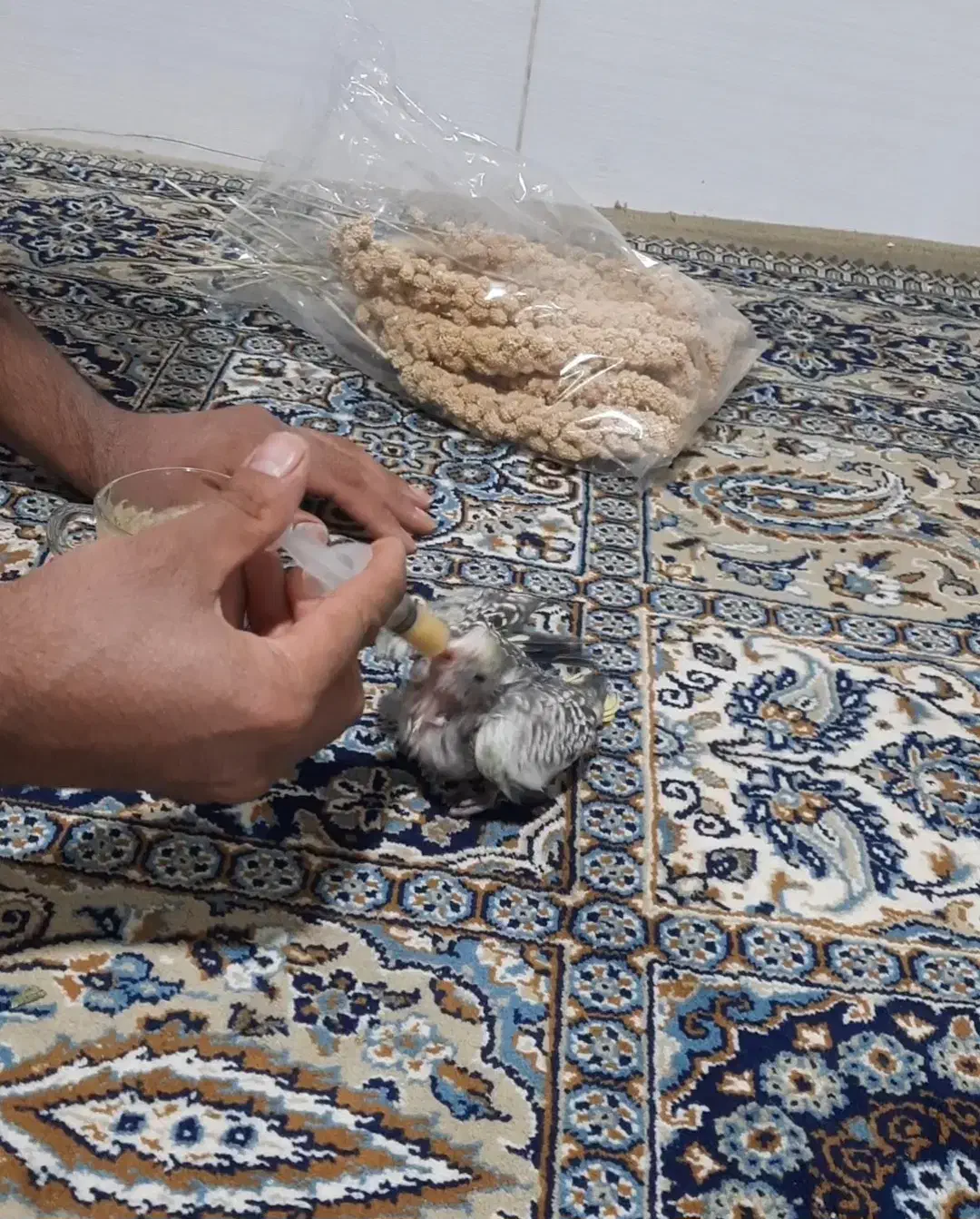 جوجه عروس هلندی|پرنده|حمیدیا, |دیوار