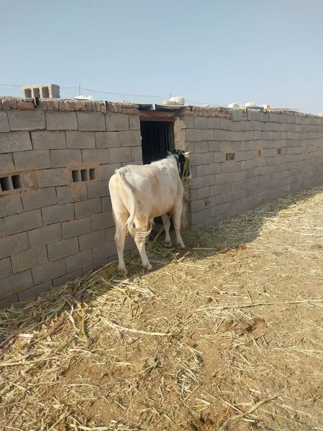 گاو نر یکساله جوان|حیوانات مزرعه|زیرکوه, |دیوار