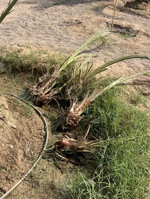 فروش انواع پاجوش نخل بهترین کیفیت|گل و گیاه طبیعی|میناب, |دیوار